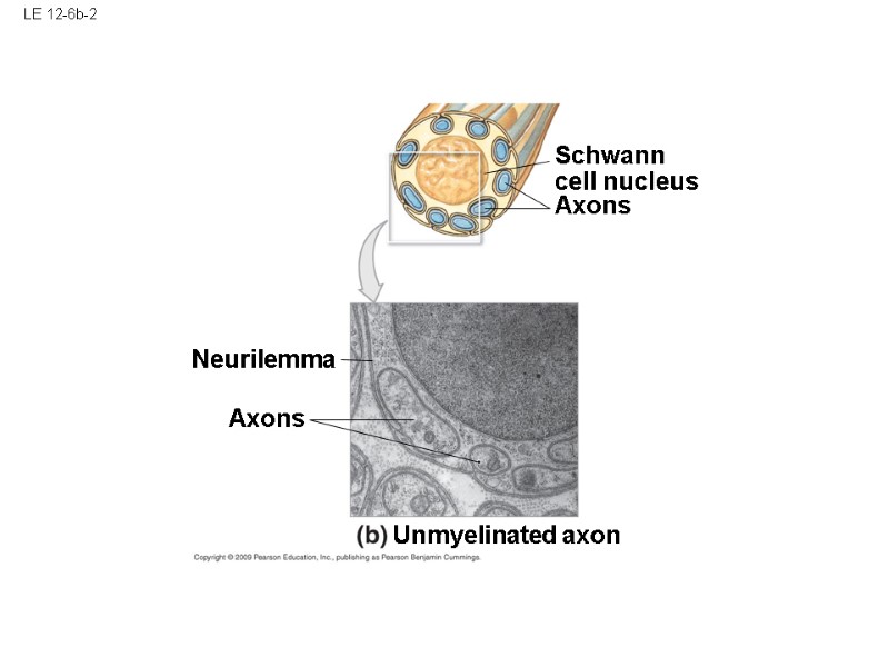 LE 12-6b-2 Axons Neurilemma Unmyelinated axon Schwann cell nucleus Axons